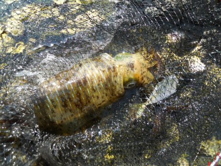 磯でヤエンのアオリイカと探り釣り?