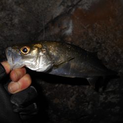 湾奥チーバスゲーム…。