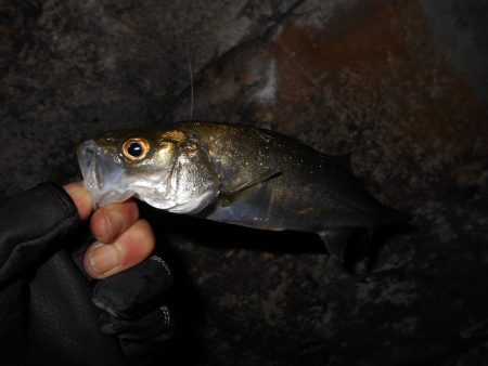 湾奥チーバスゲーム…。