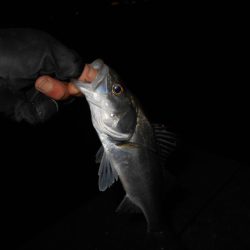 チーバス入れ食い…。