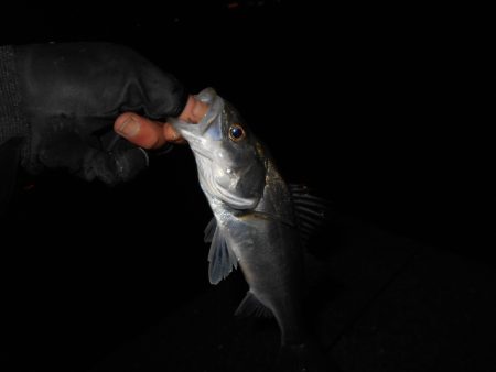 チーバス入れ食い…。