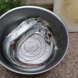 大津川尻高場で太刀魚3匹get