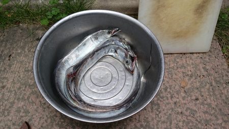 大津川尻高場で太刀魚3匹get