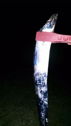 岸和田一文字沖の北でアジ、太刀魚