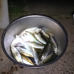 春木ベランダでゆうまずめ時合にアジ