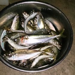 岸和田一文字沖の北で小アジ