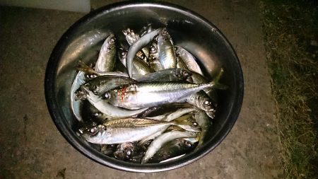 岸和田一文字沖の北で小アジ