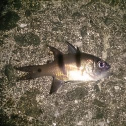 仕事帰りに軽く釣行