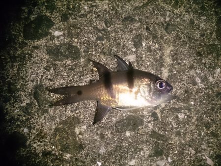 仕事帰りに軽く釣行