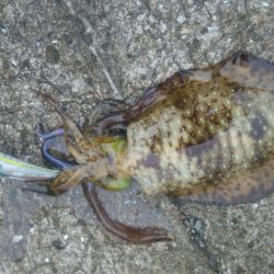 昨日に続いて…