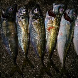 久しぶりに北港！