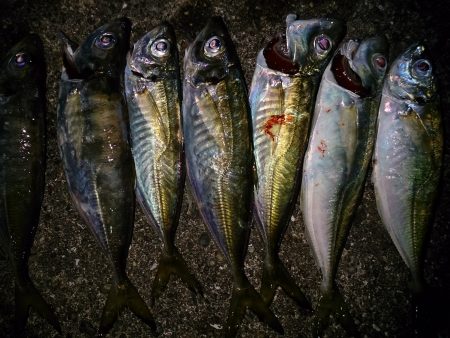 久しぶりに北港！