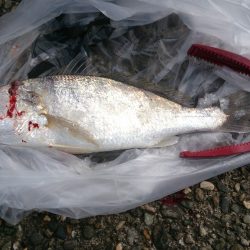 強風の中カレイを求めて