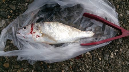 強風の中カレイを求めて