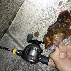 舞洲から南港で根魚釣り?