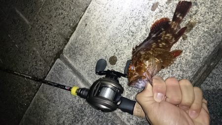 舞洲から南港で根魚釣り?