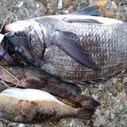 遠征フカセ釣り