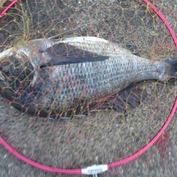 なぎさ公園でふかせ釣り