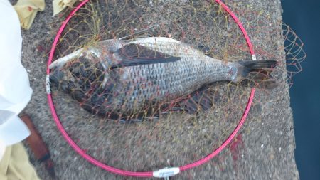 なぎさ公園でふかせ釣り