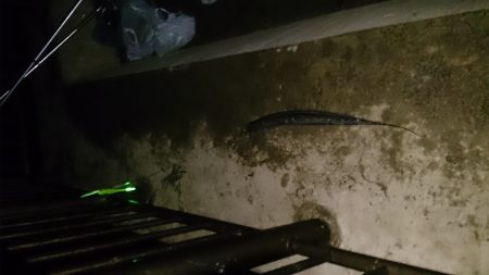 春木ベランダで釣り納め太刀魚GET