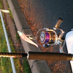 明け方に太刀魚1匹GET