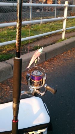 明け方に太刀魚1匹GET