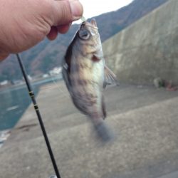 リベンジ　アジング