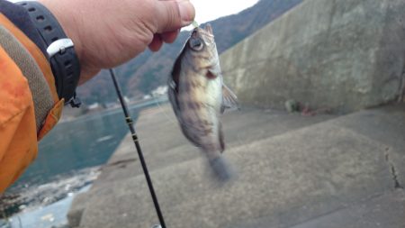 リベンジ　アジング