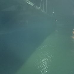 大雨後のシーバス調査