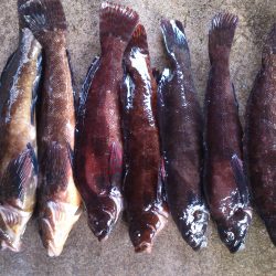 クジメのライトゲームで晩御飯確保