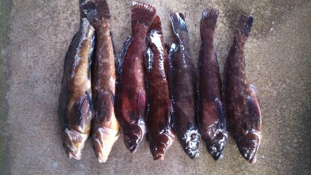 クジメのライトゲームで晩御飯確保