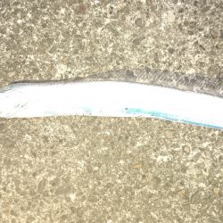 師走のタチウオ