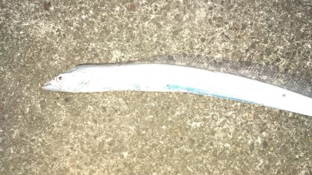 師走のタチウオ