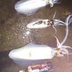 今年の秋イカ初のキロアップ