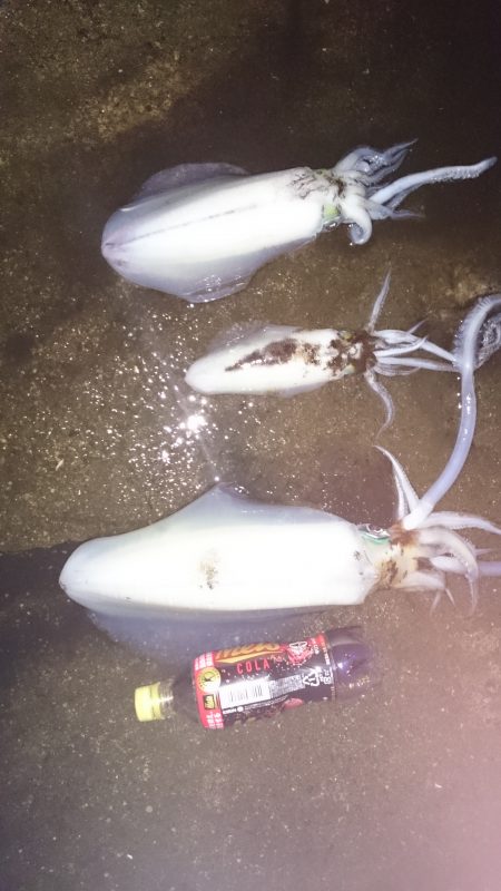 今年の秋イカ初のキロアップ