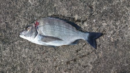 竿納めで目標達成！