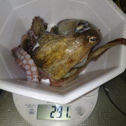 オクトパッシング