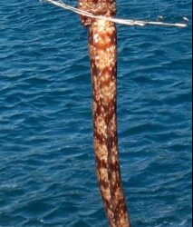 爆風の中のヤエン