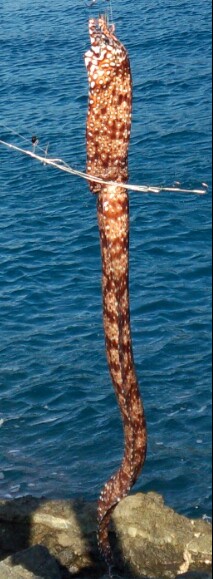 爆風の中のヤエン