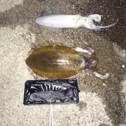 外気温度は、低いがまだまだ釣れそうです。