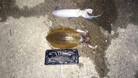 外気温度は、低いがまだまだ釣れそうです。