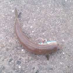 サヨリ リベンジ