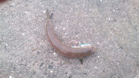 サヨリ リベンジ