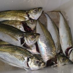 群れさん来てください