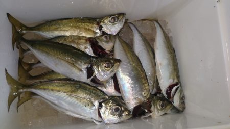 群れさん来てください