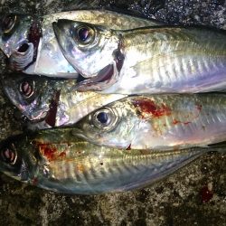 まとまった群れ