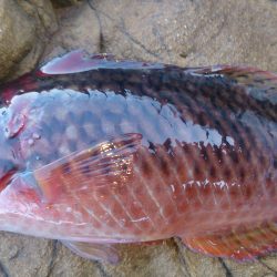 引きの強いやつ