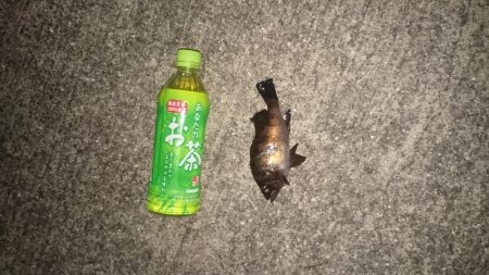 年末も釣り三昧するぞ~