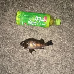 年末も釣り三昧するぞ~