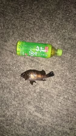 年末も釣り三昧するぞ~